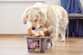 Build a new pet care package