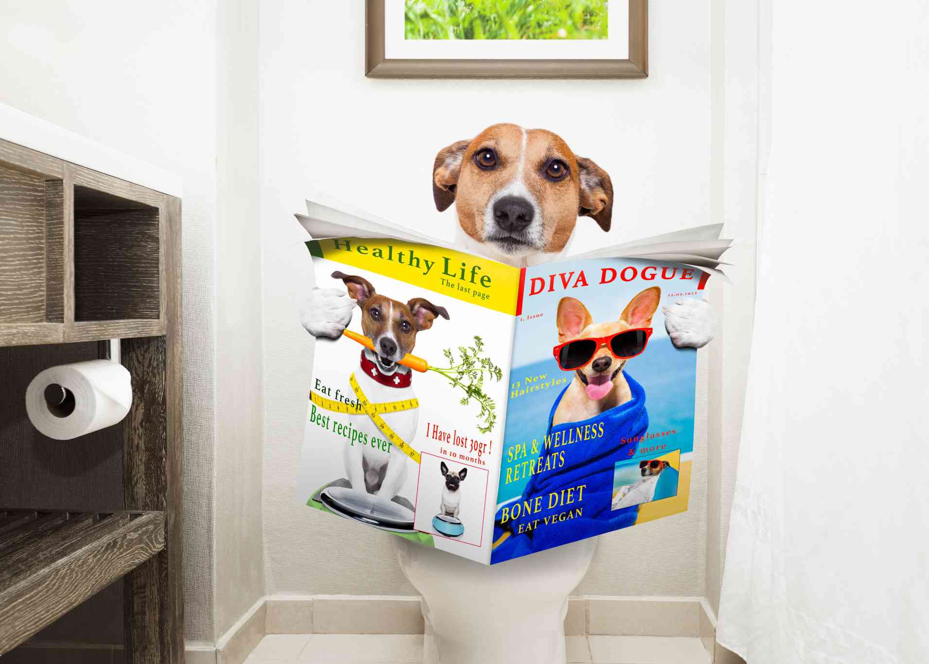 Diva Dogue Magazine